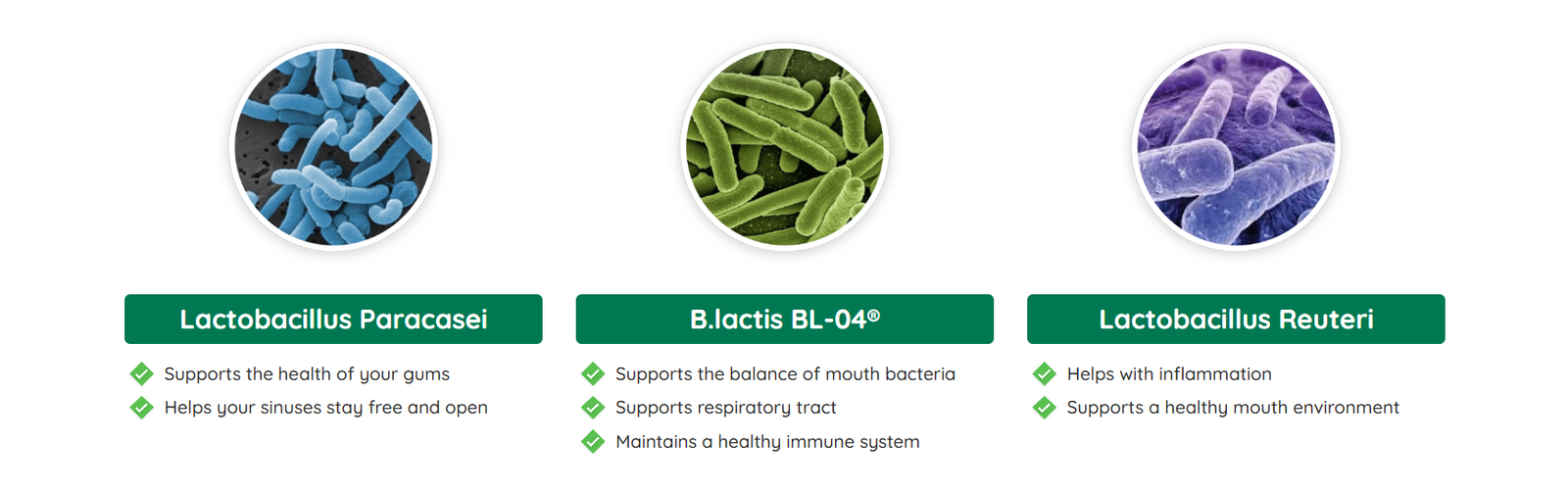 ProDentim Key Ingredients and Strains